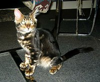 Mowgli, 10 September 2004